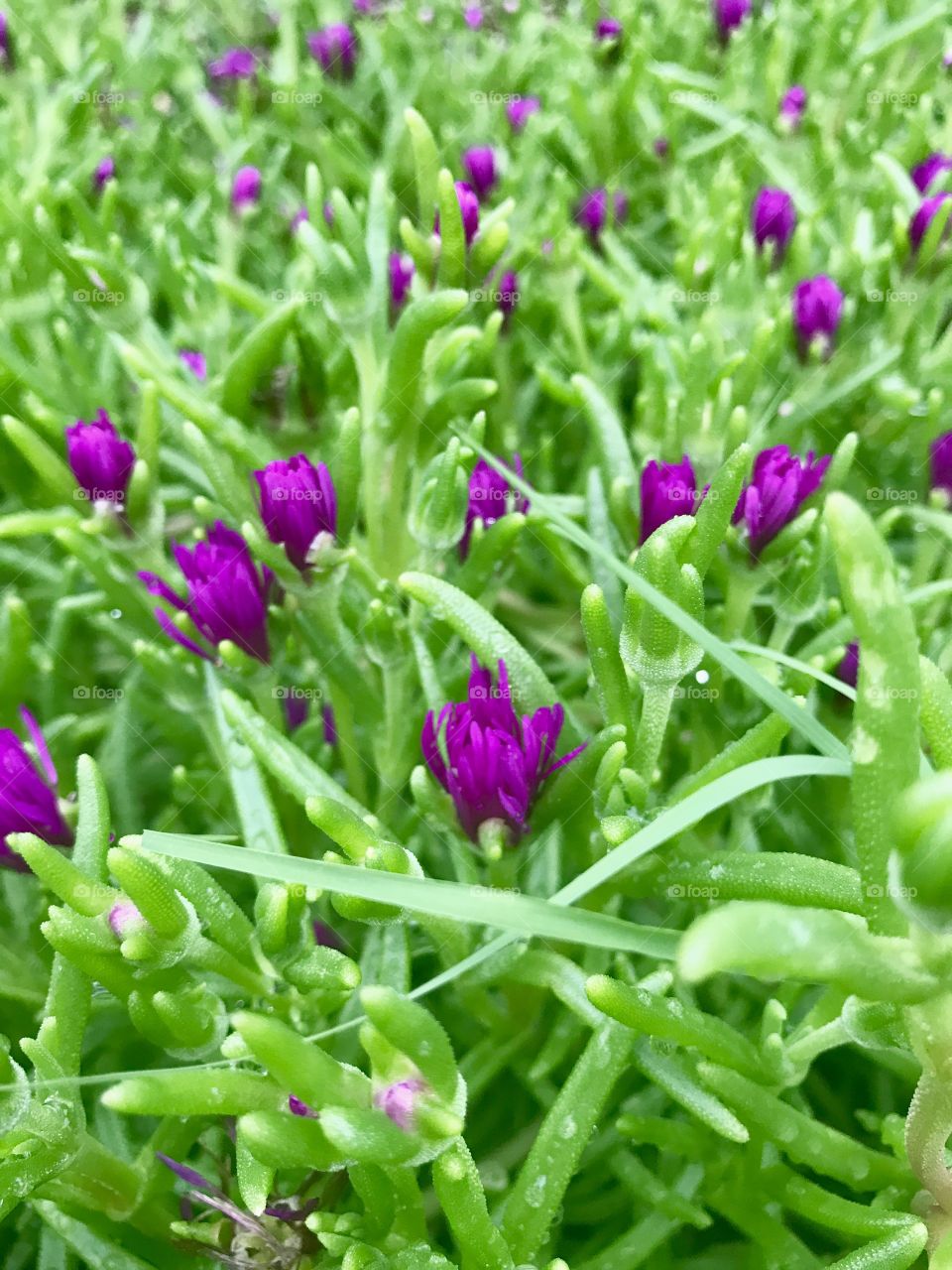 Purple Flowers Close-Up