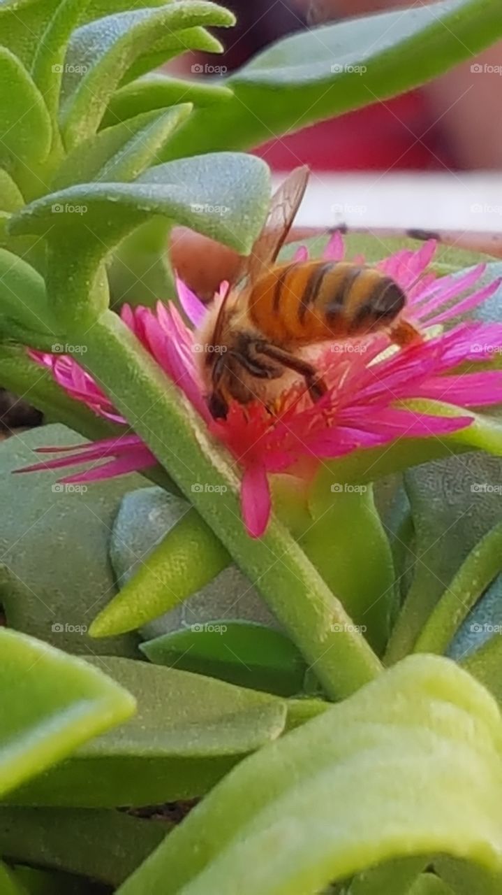 Bee