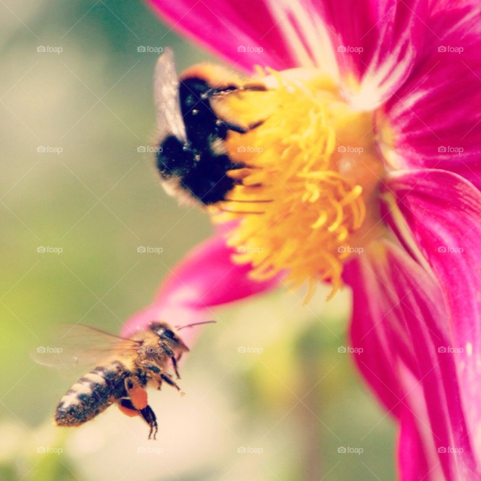 bee