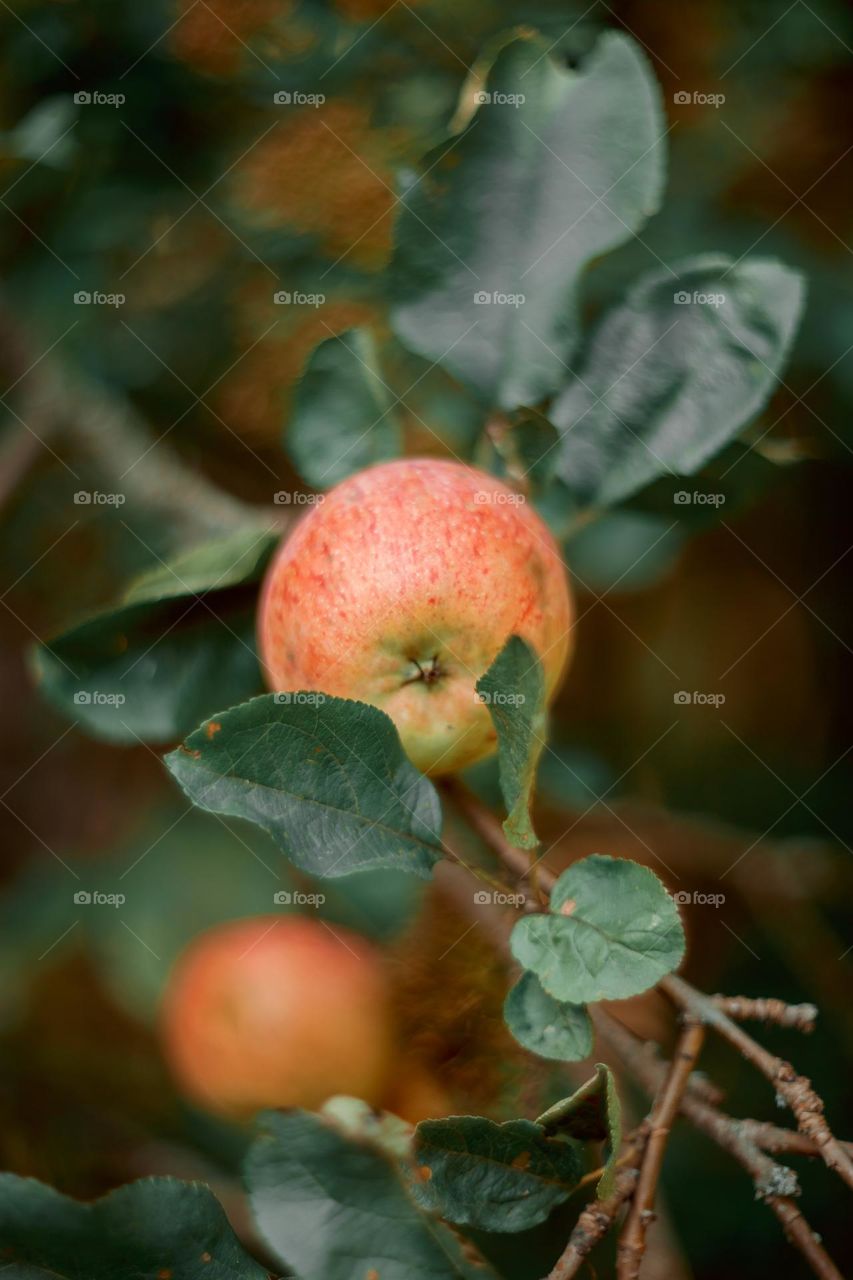 Apple on a tree brunch 