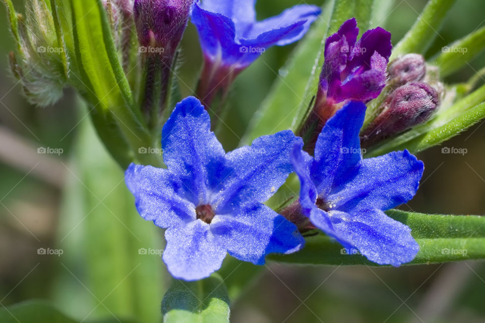 early spring blue flower