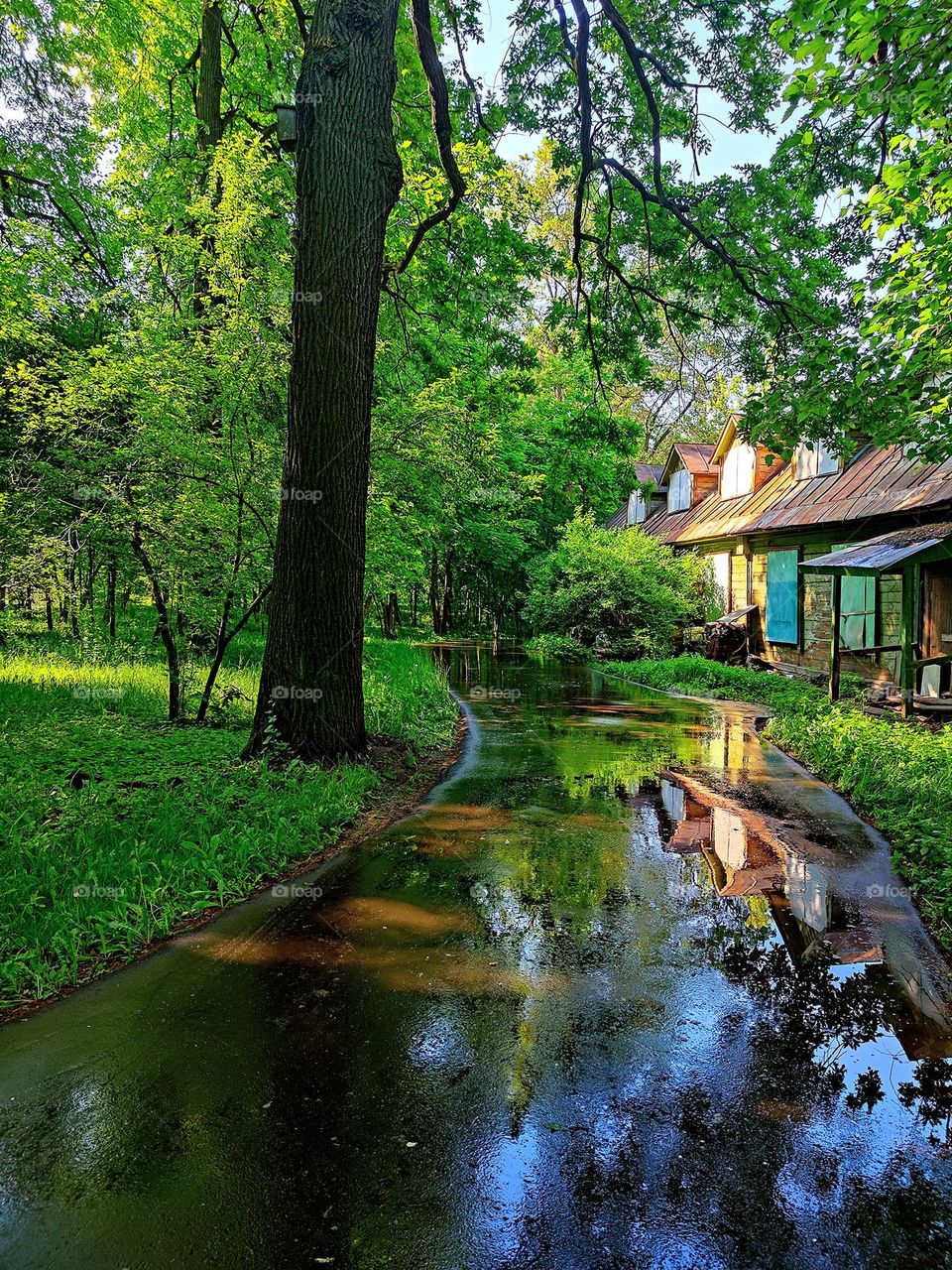 Abandoned wooden house in the green bushes.  Green trees and the roof of a wooden house are reflected on wet asphalt