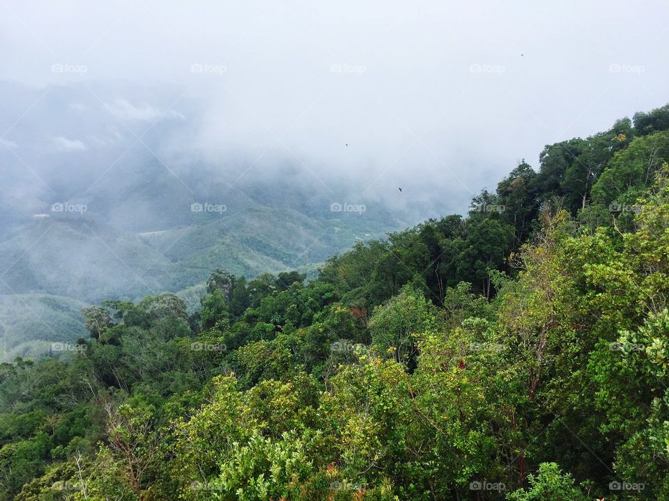 Scenic view of forest and mountains