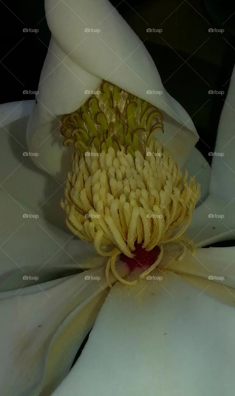 Magnolia