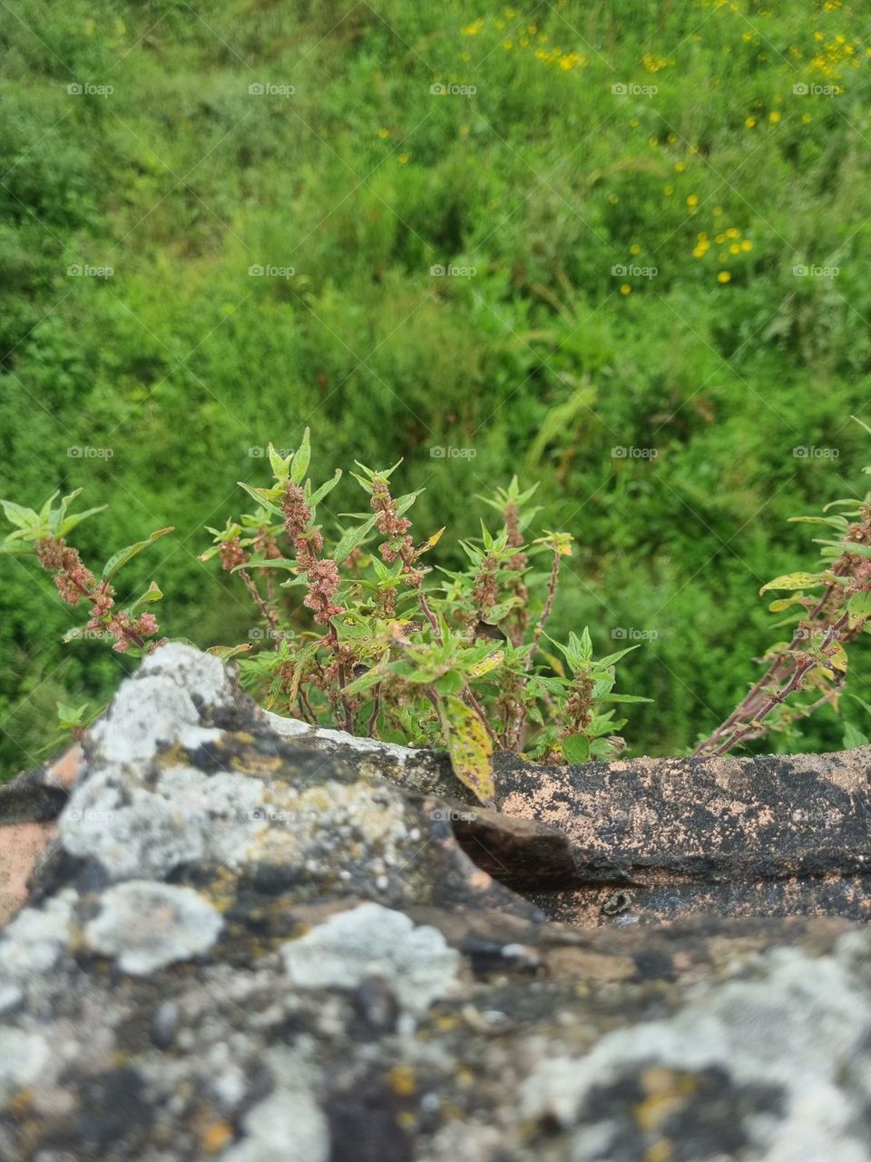 Green plants with red. two adverse colors helping each other