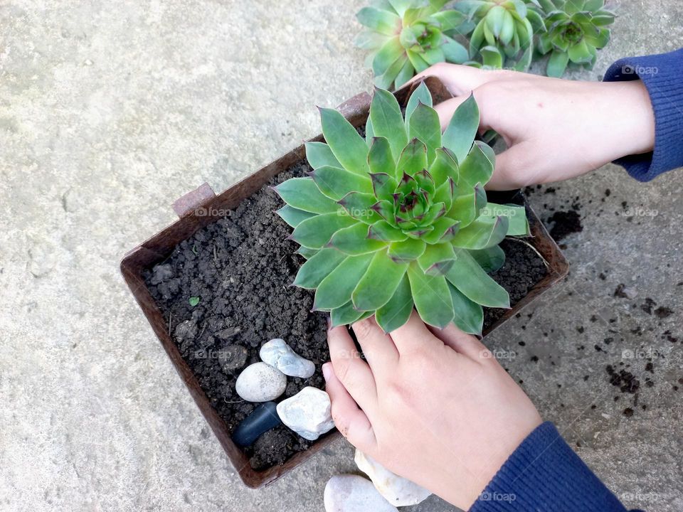 planting a succulent plant.