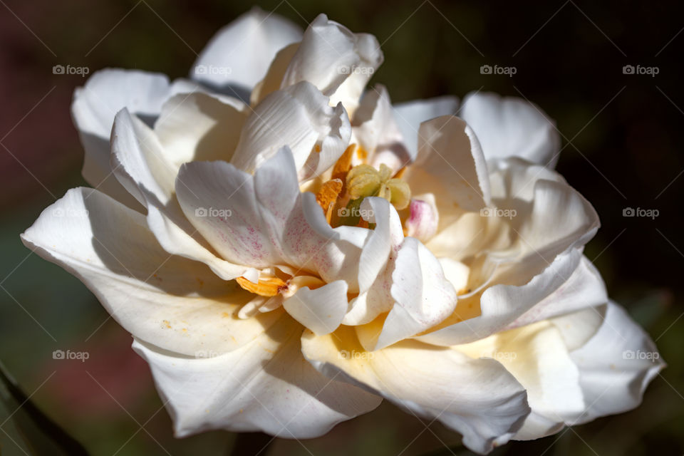 Close-up of a beautiful white tulip flower in full bloom