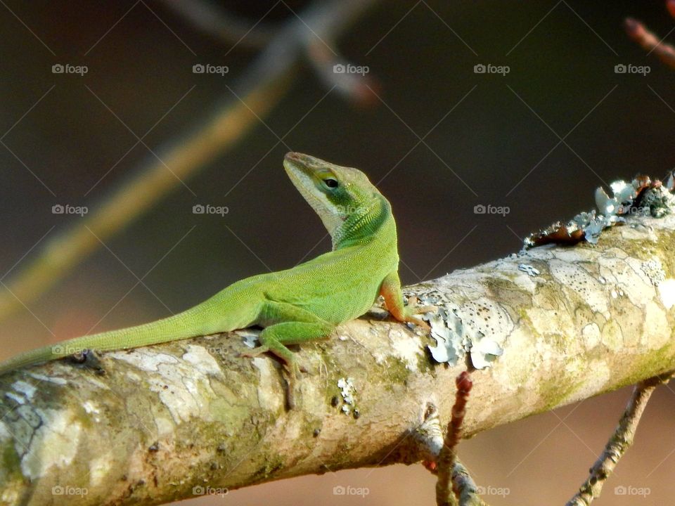 green lizard sunning on tree limb