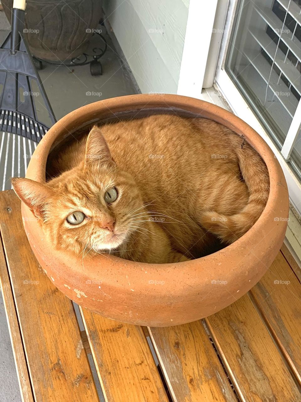 Orange tabby cat in an orange pot on an orange bench! What could be more pleasing?