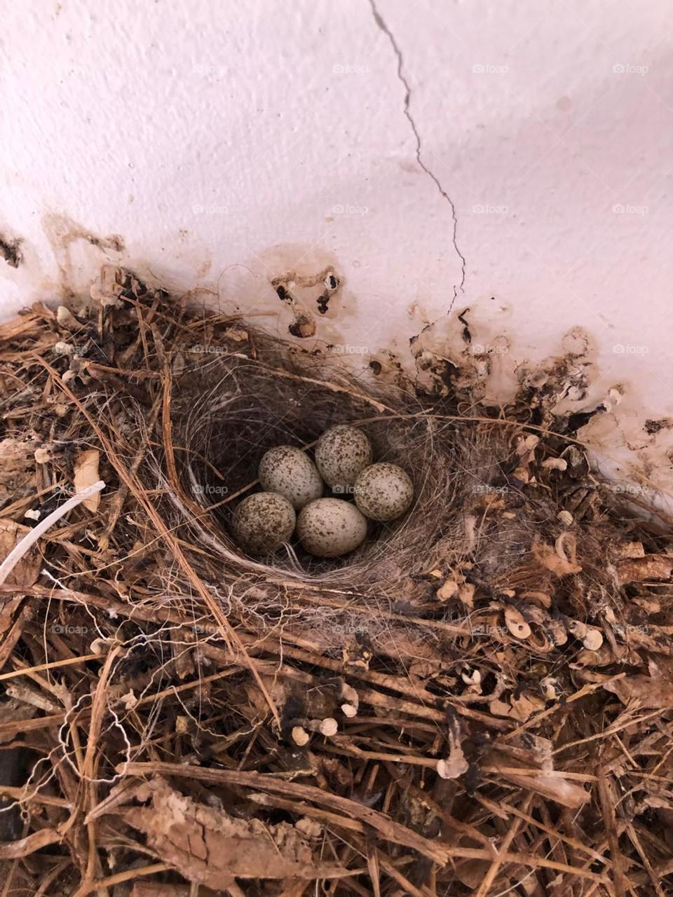 Before 😊
In Marrakech me and my family we used to go there spending time together and then I noticed a bird that came to our home everyday I was happy to see her but after days later i saw this cute nest 🪺 ❤️
Five eggs 🥚