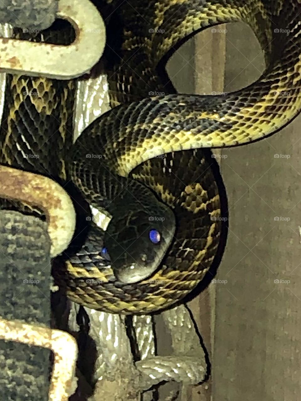 3 foot rat snake in the barn finally saw me! Curled up with its purple eyes but at least he’s not poisonous!