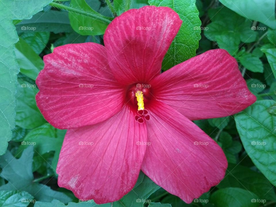 Very,very  beautiful  flower.And  its  colour  is  attractive.