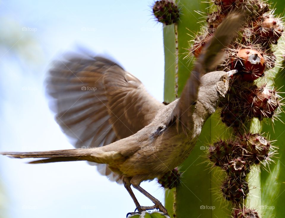Bird eating the jelly from the Saguaro Cactus