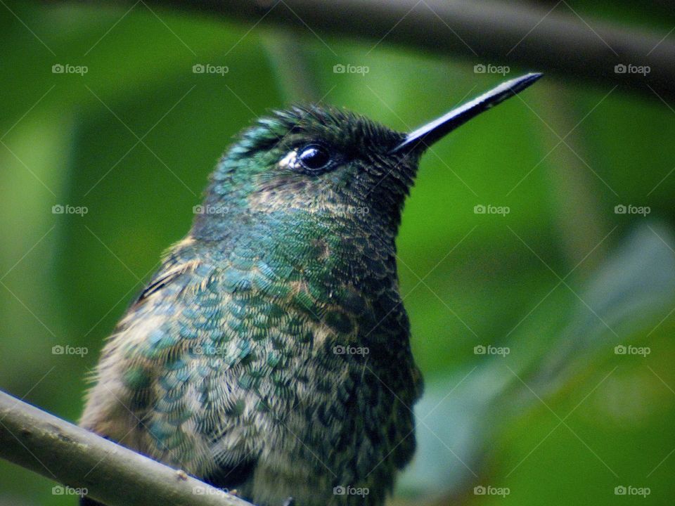 Near. Beautiful Hummingbird 