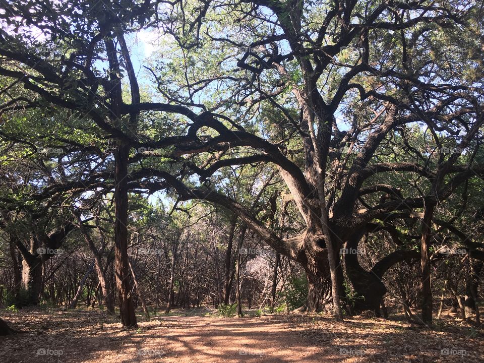 Oak trees, brush, and walking trails in Austin, Texas.
