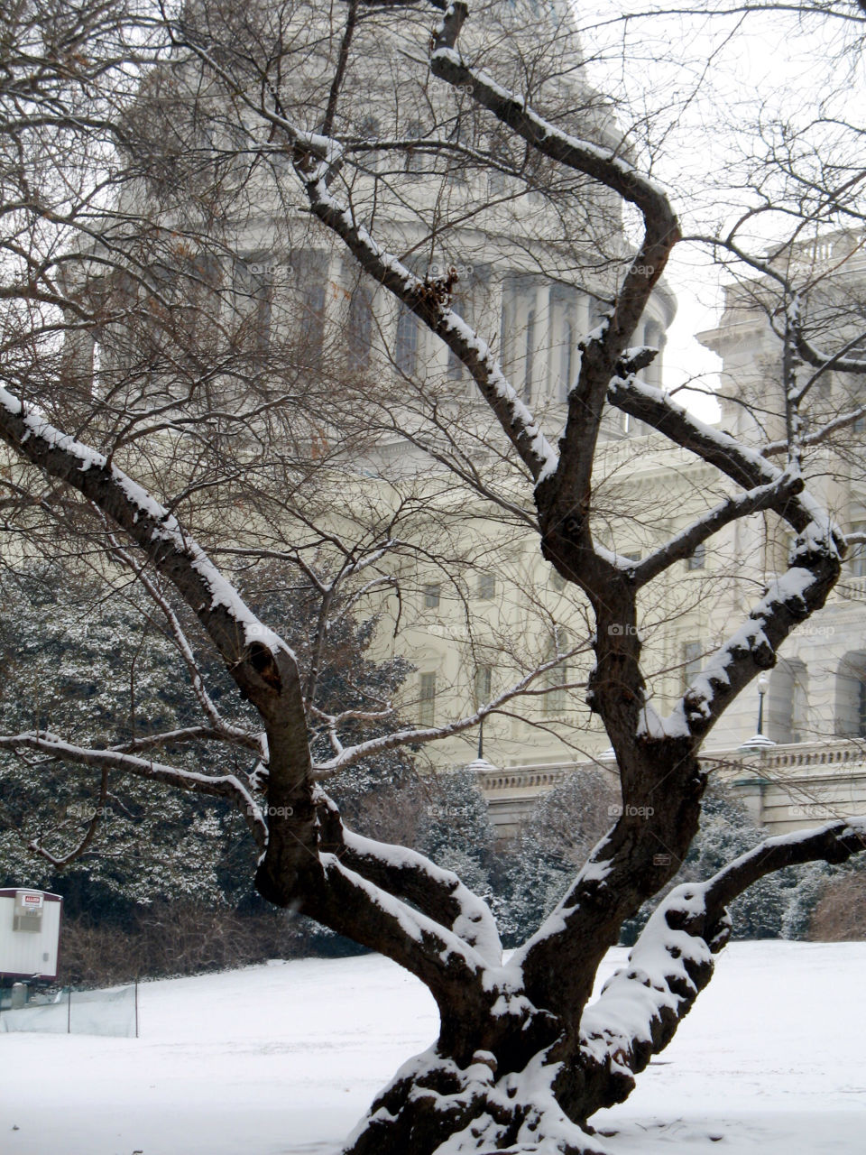snow winter tree usa by bre31