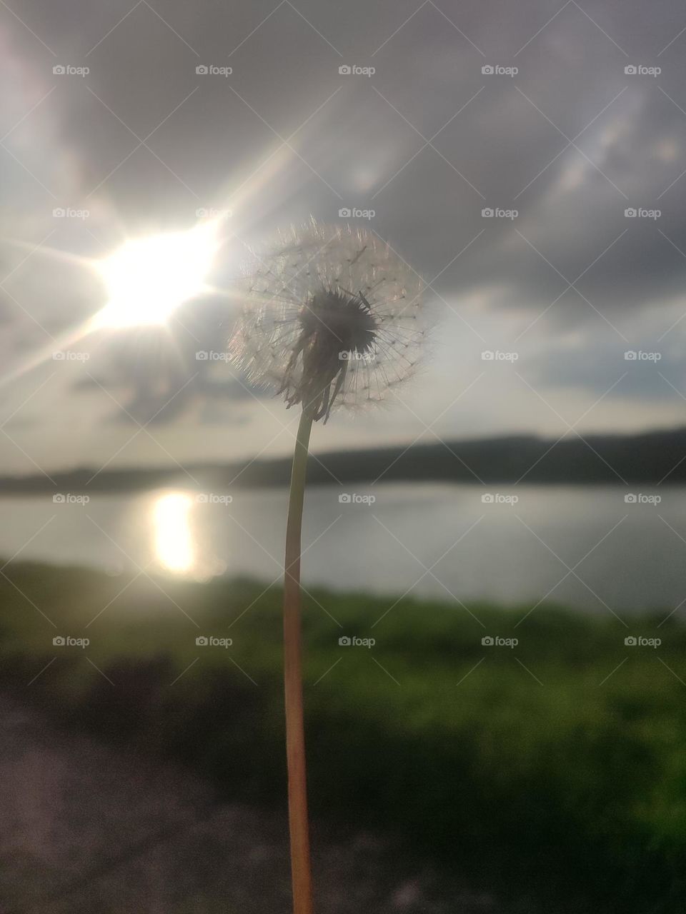 Dandelion flower