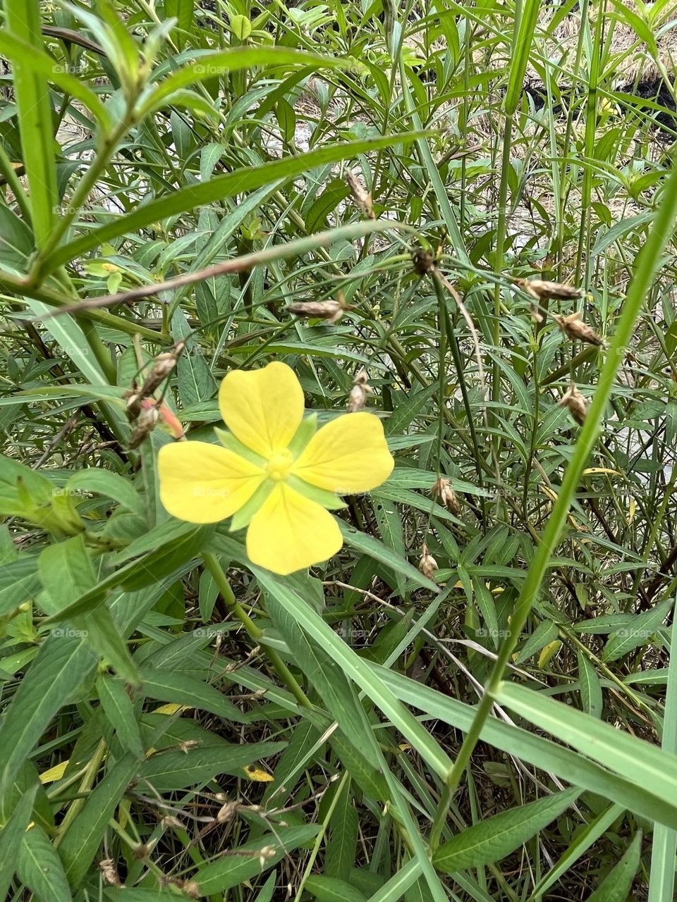 Color : Yellow. 