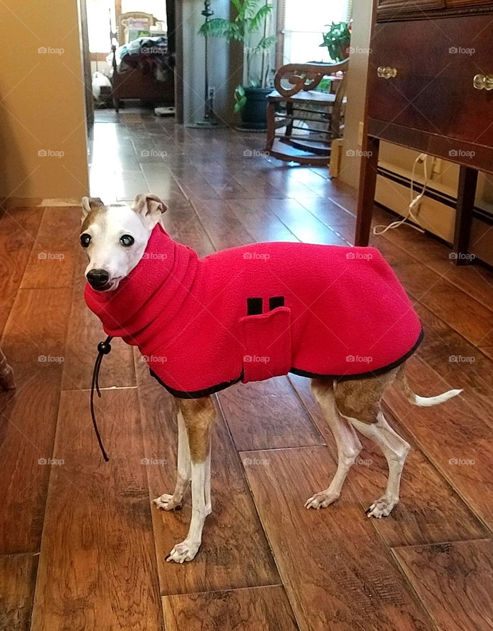 Miniature greyhound dog wearing a red coat for warmth. Greyhound is looking at camera as he's standing on shiny wood floor.