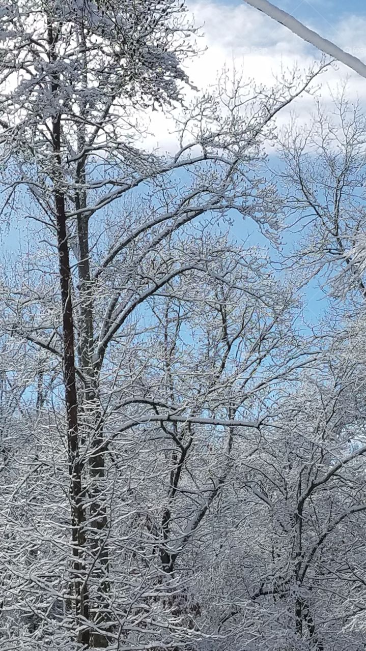 snowy trees, clear blue sky