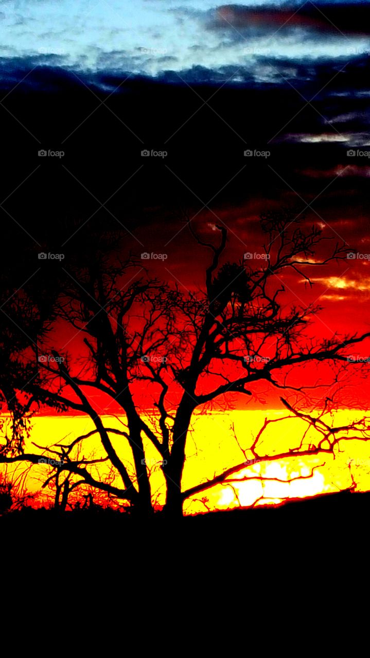 sunset in the tree