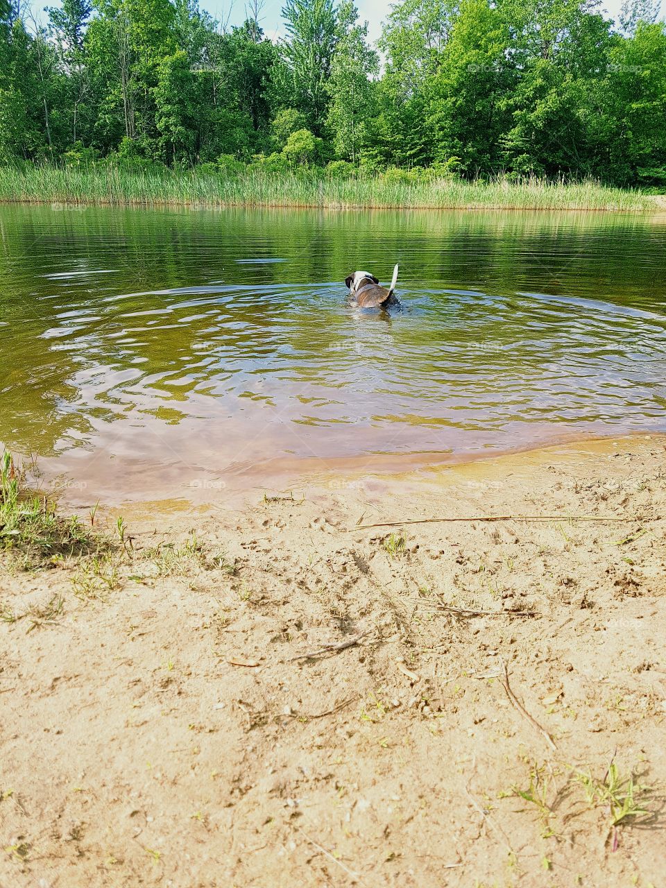 A dog going for a swim in a local water hole.