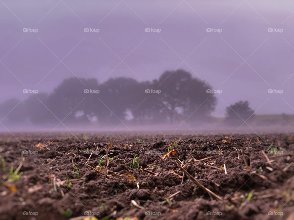 Field fog 