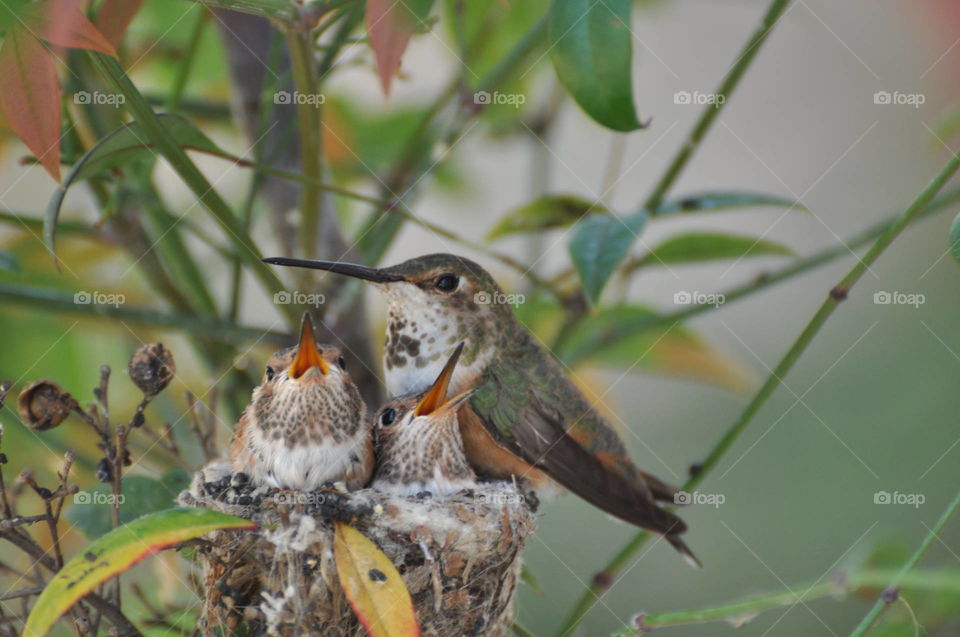 Mother hummingbird and chicks