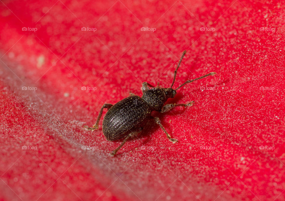 Beetle on red