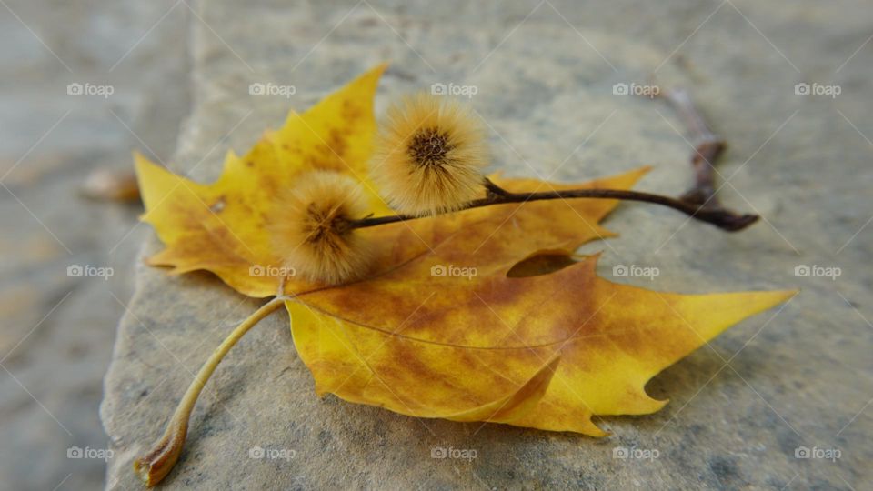 Autumn#colors#leave