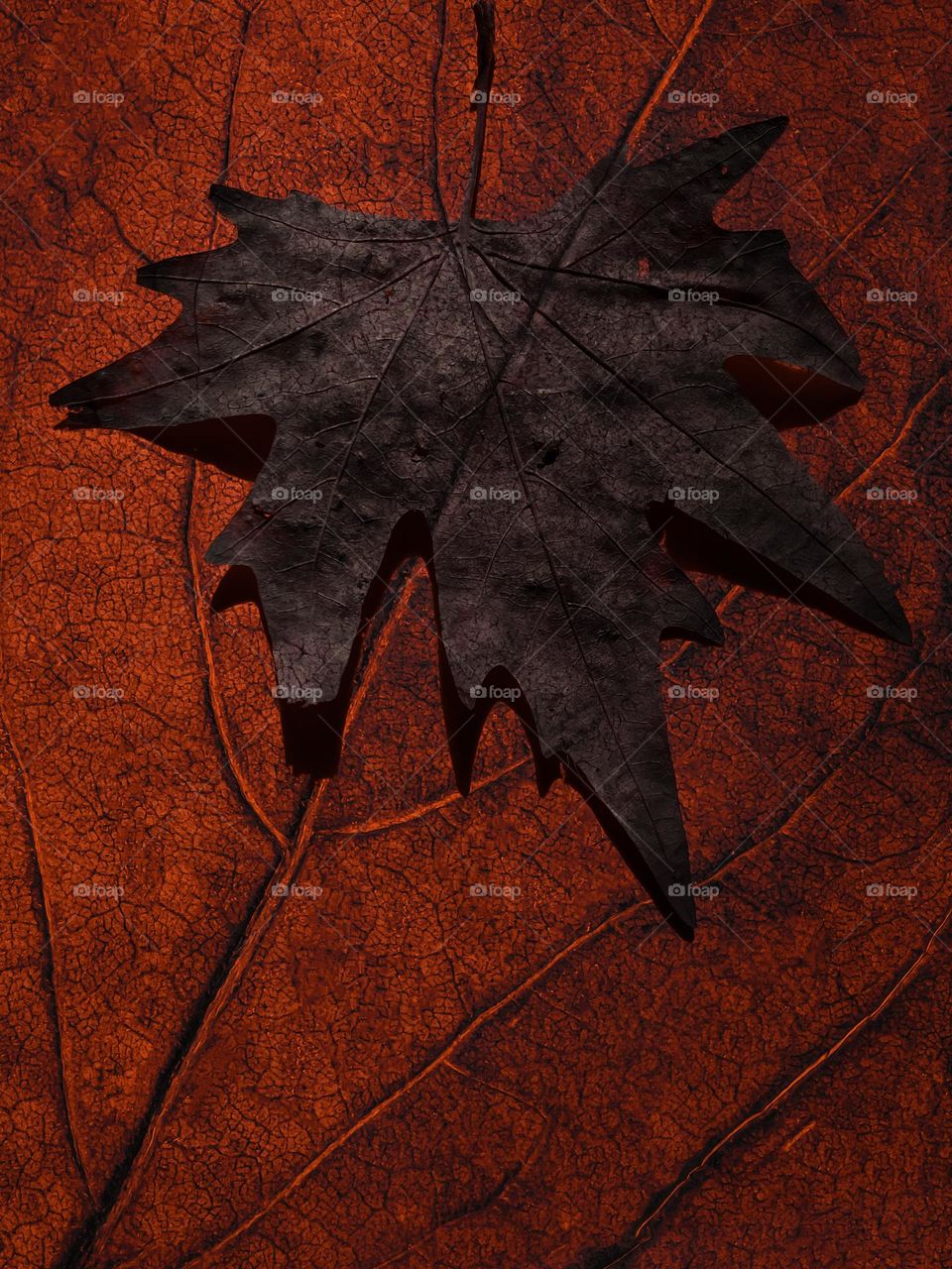 autumn leaf texture