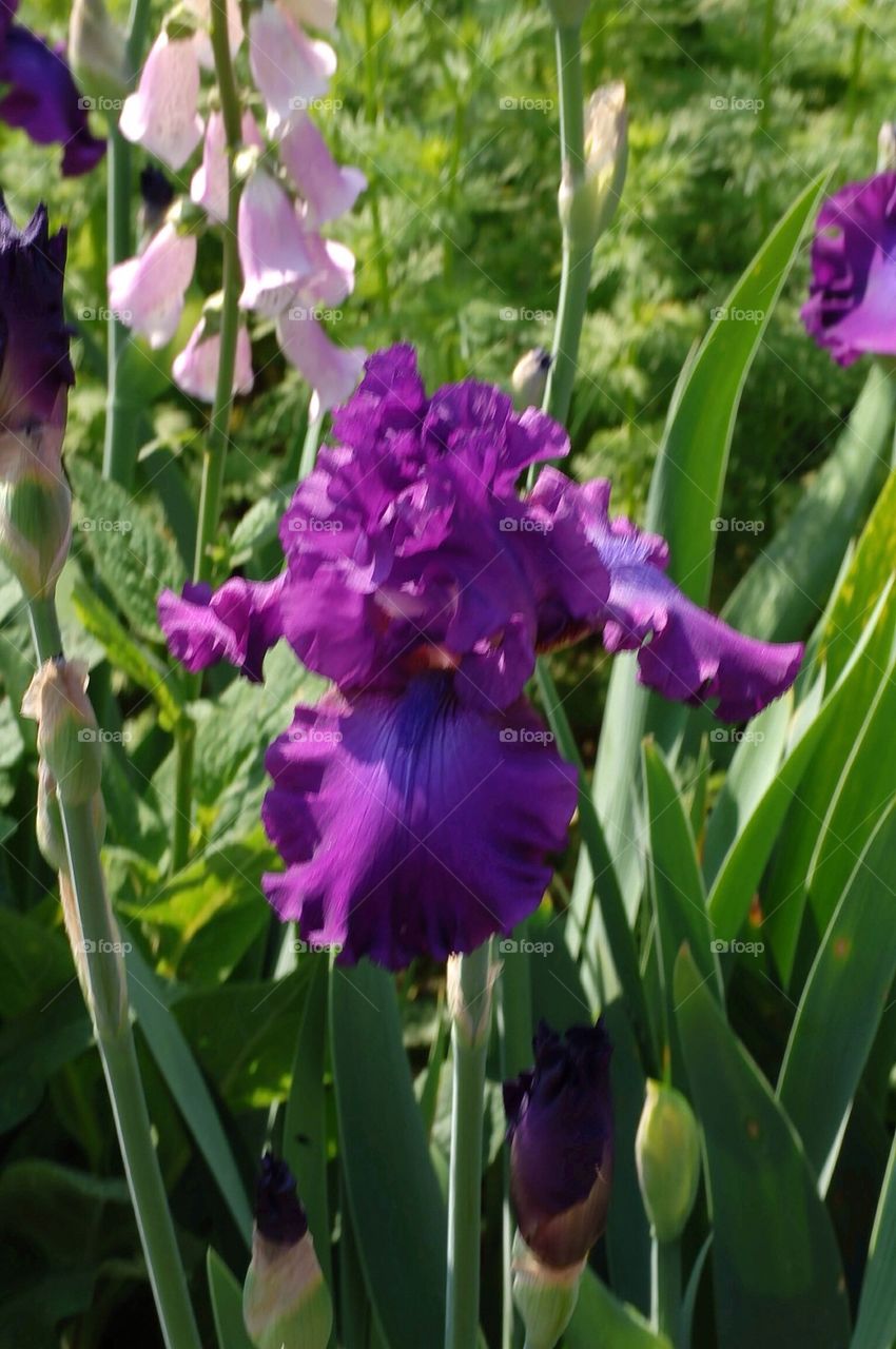 Iris