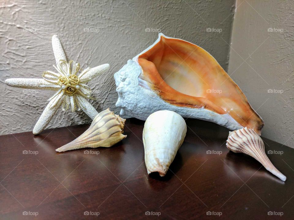 Shell Collection