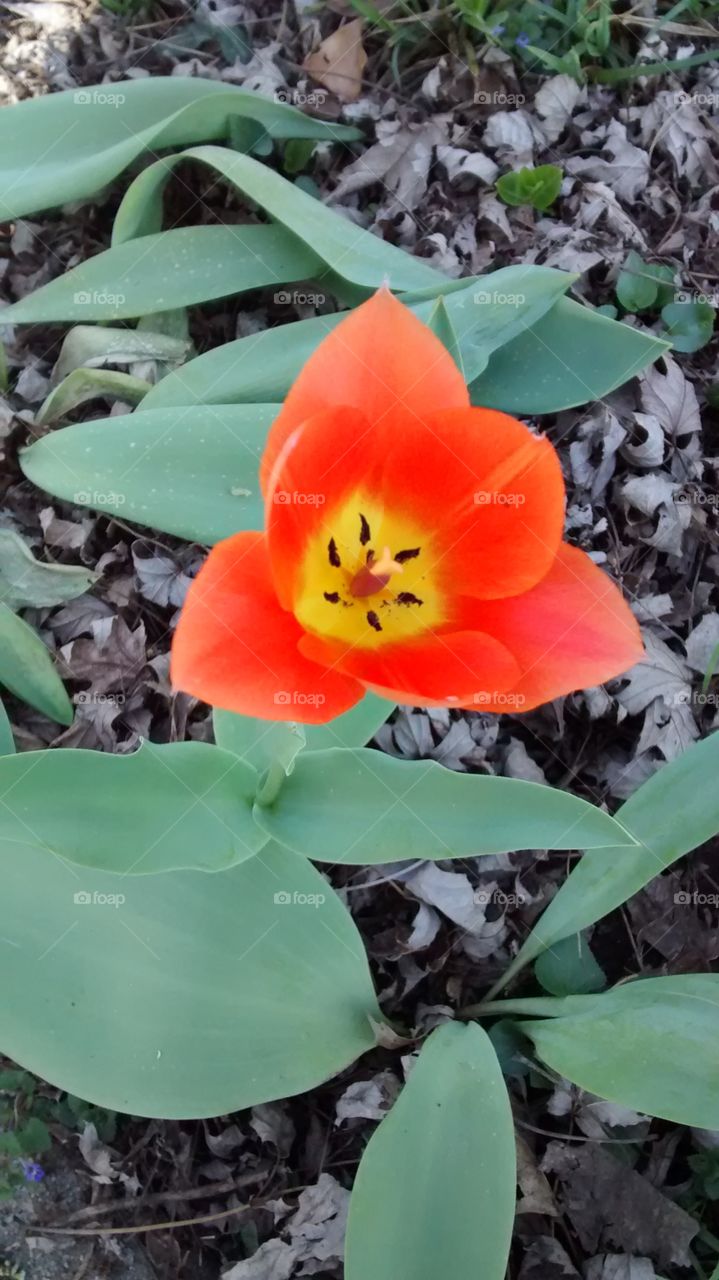 spring flower