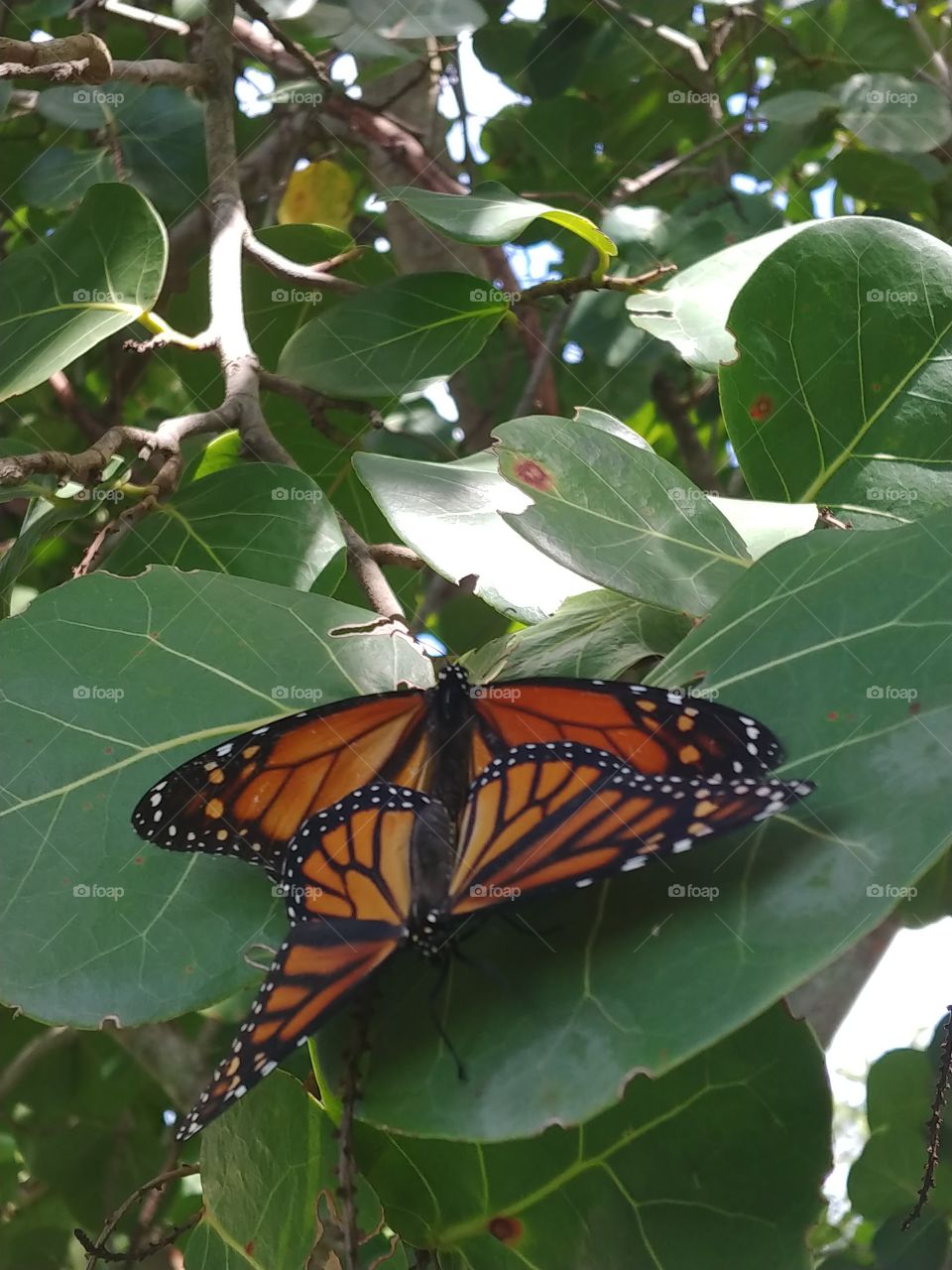 Two mating monarch butterflies resting on two sea grape leaves with sunlight beating doen behind them.