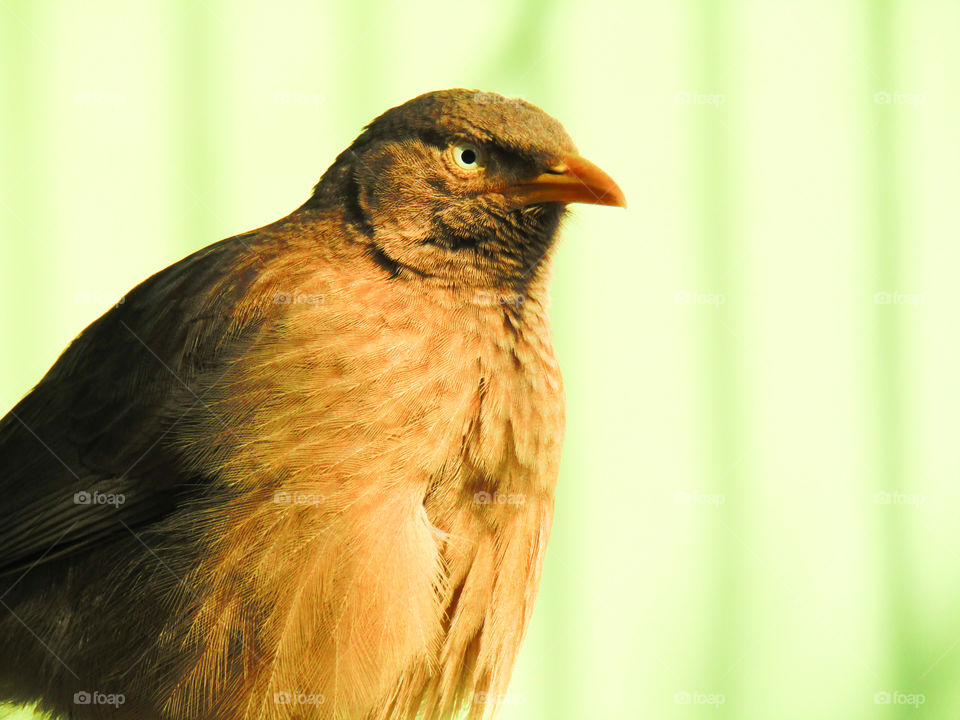 Jungle babbler bird or (Turdoides striata) or beautiful seven sisters or angry bird
