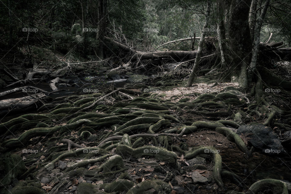 Root of tree in the forest 