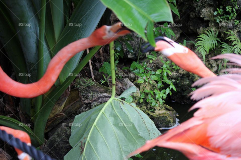 Kissing flamingos 