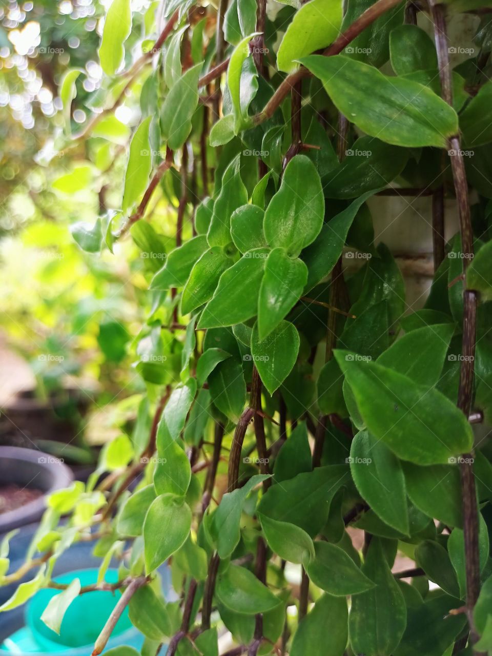 The green plants vine in the garden