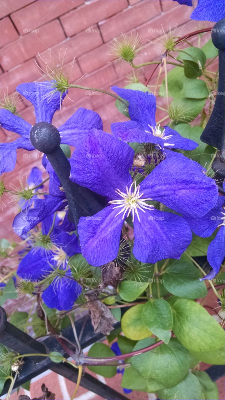 purple flowers . purple flowers 