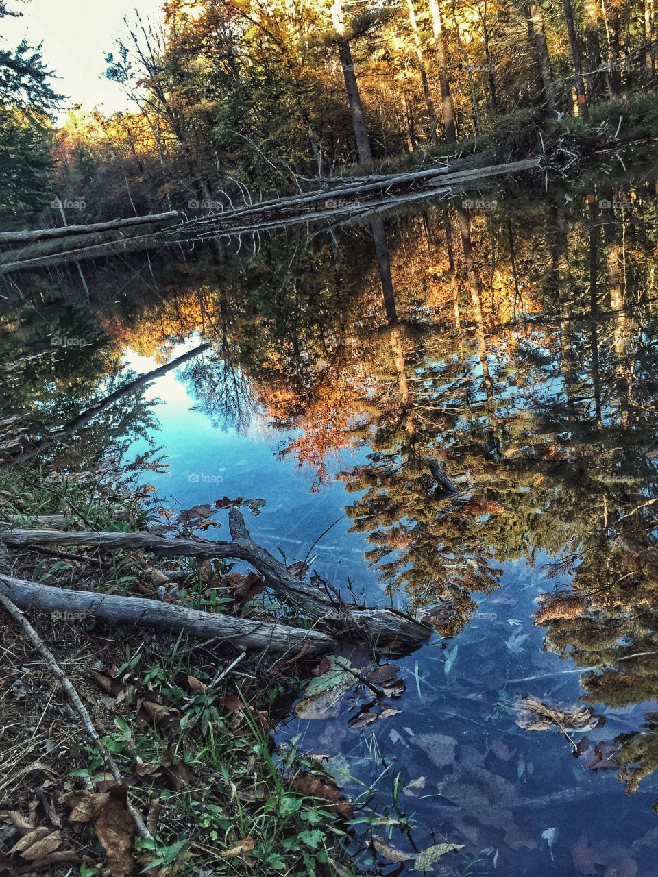 Fall reflection
