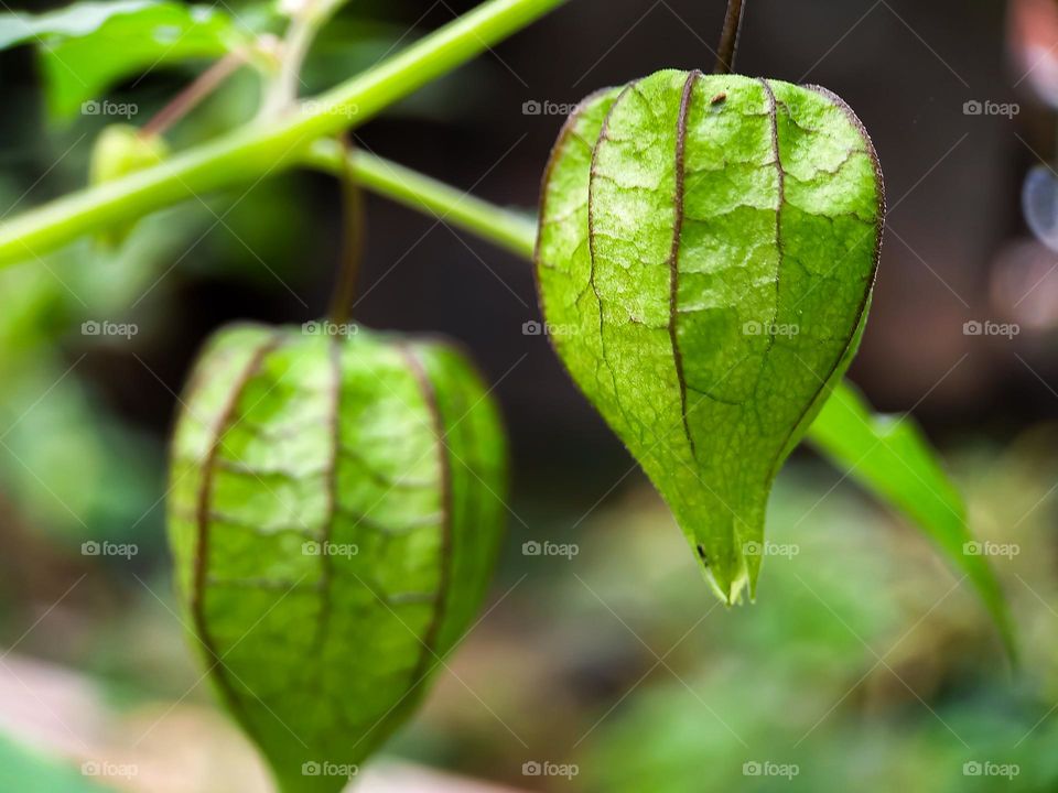 Close up of ciplukan fruit