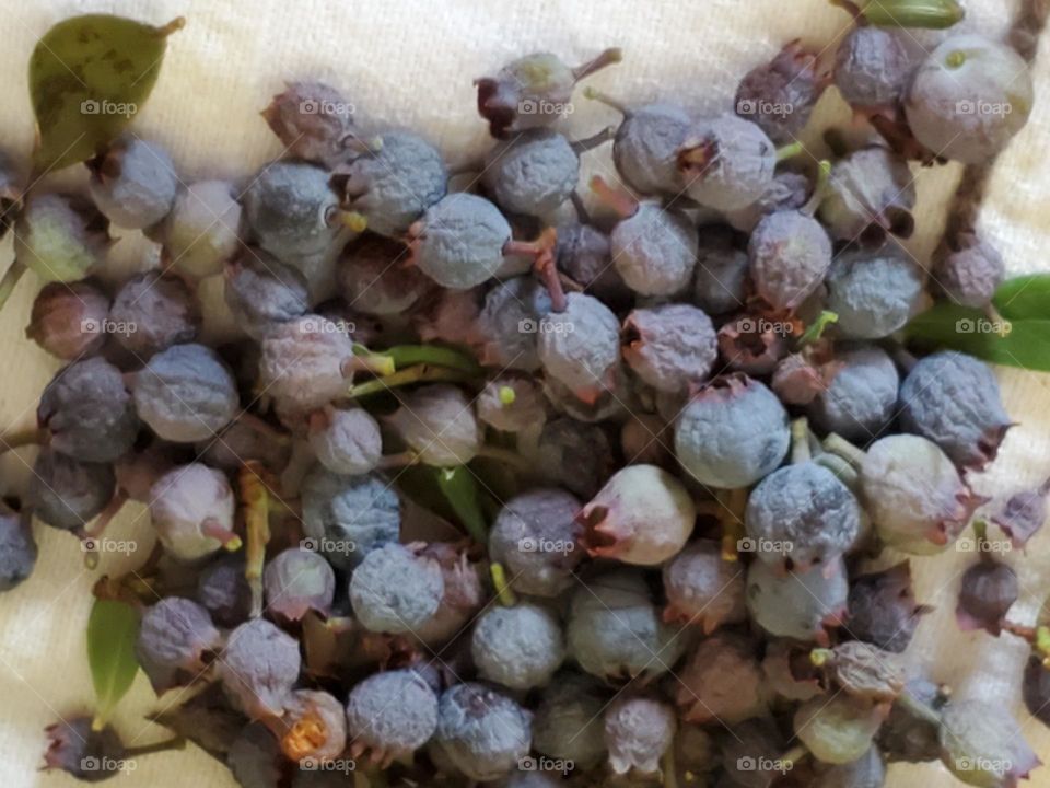 Blueberry from my tree