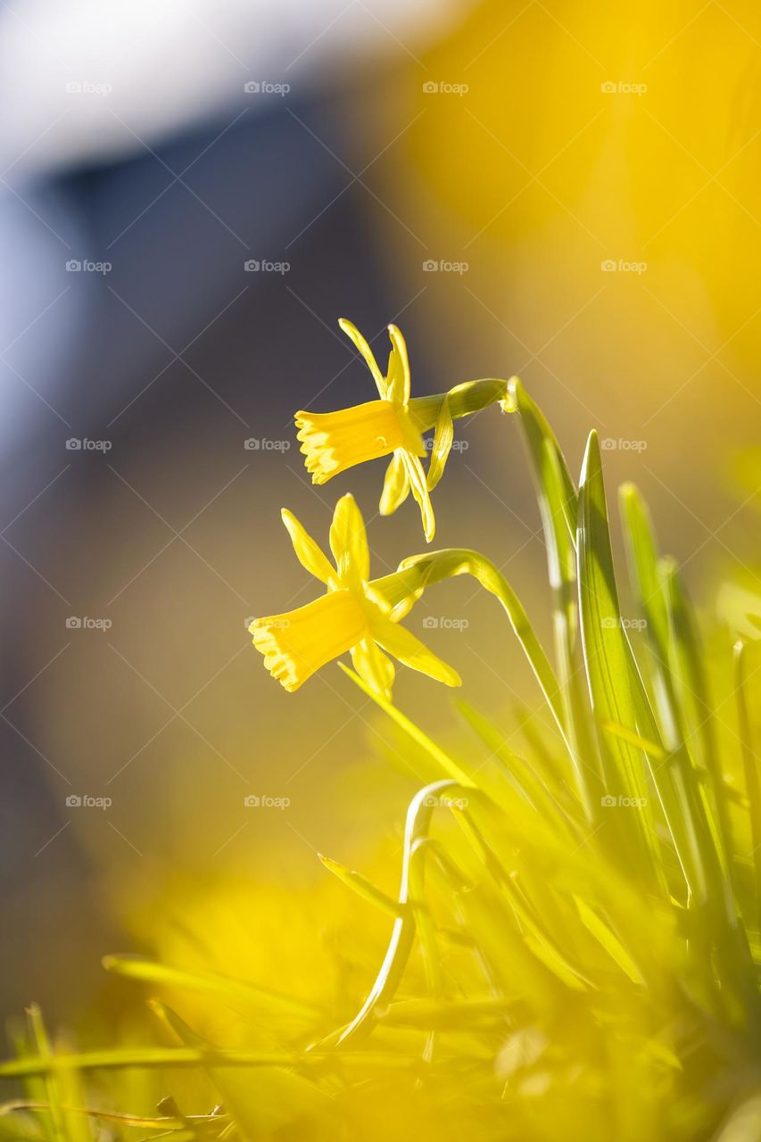 A portrait of some yellow easter daffodil flowers with great yellow bokeh effect due to other out of focus daffodils.