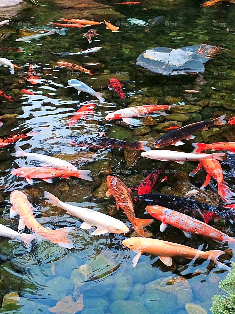 Fishy Fishy. Fish pond at Epcot- Summer 2015