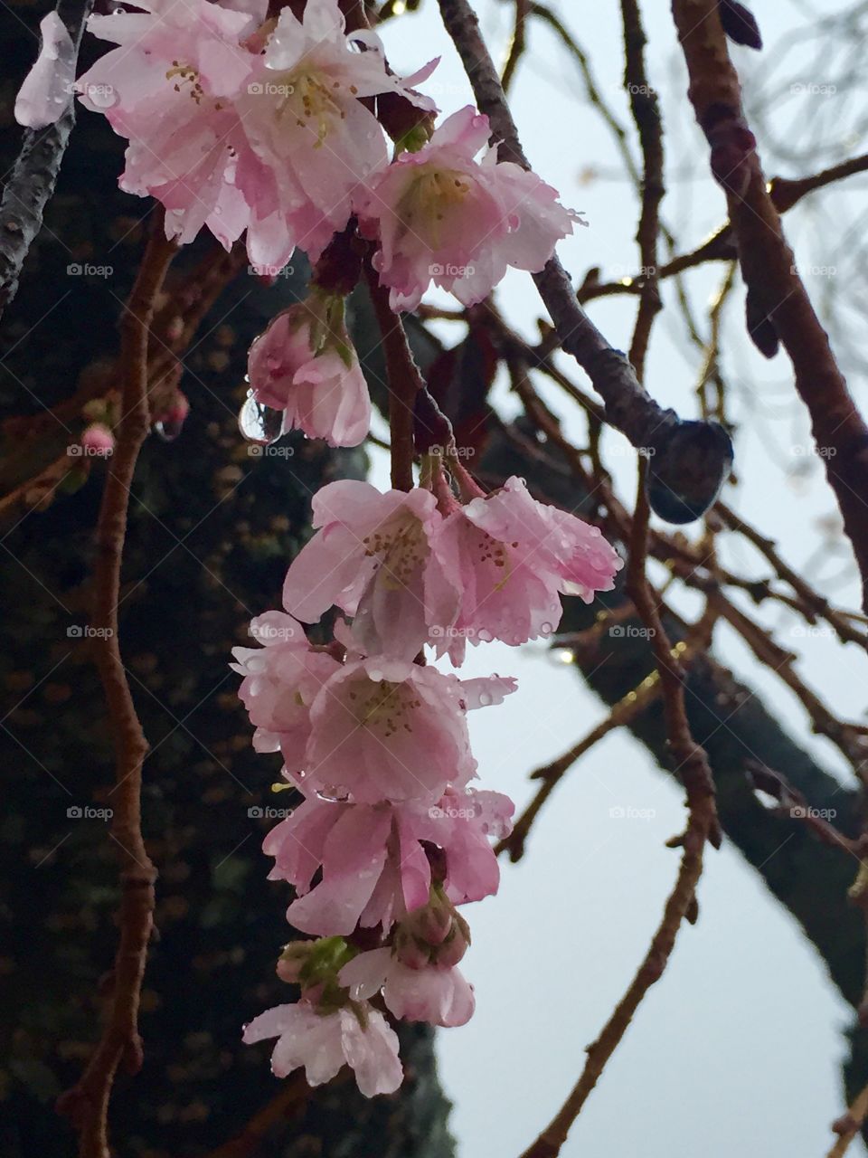 A January Spring, Pink Winter Blossoms