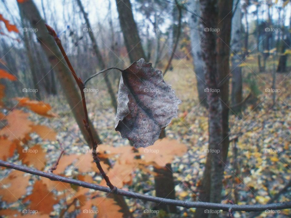 in the autumn forest