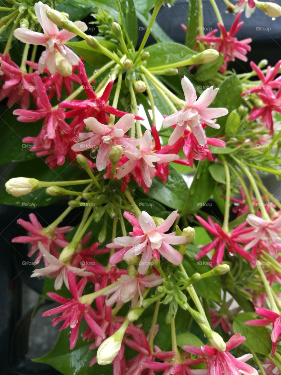 Rangoon creeper, a vine with red flower clusters.