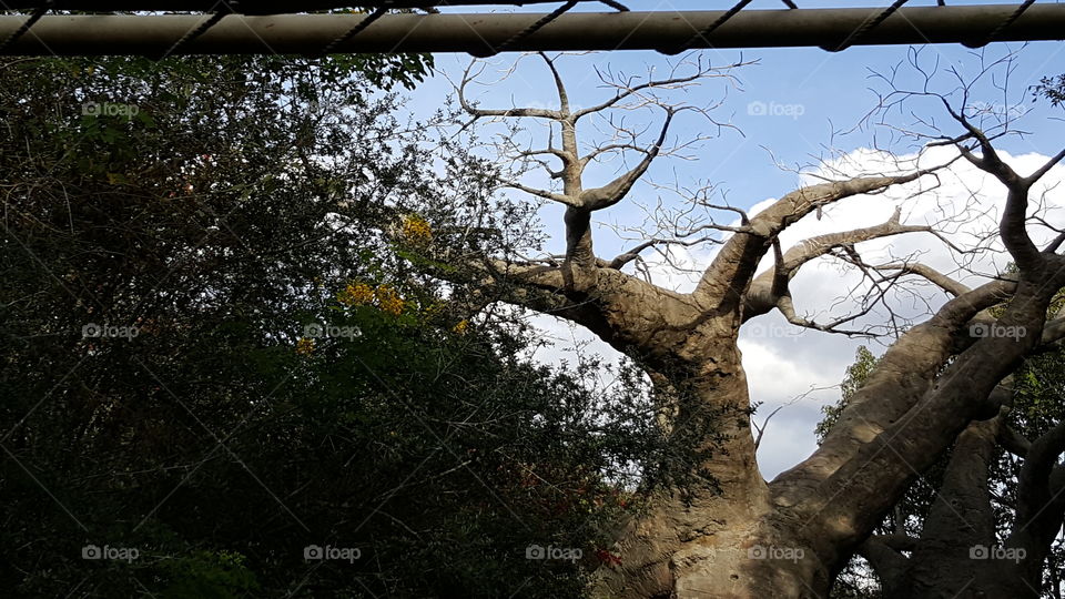 A baobab tree stands tall at Animal Kingdom at the Walt Disney World Resort in Orlando, Florida.