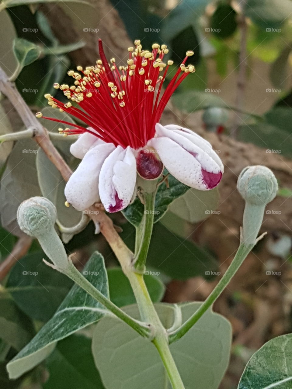 fagioia flower